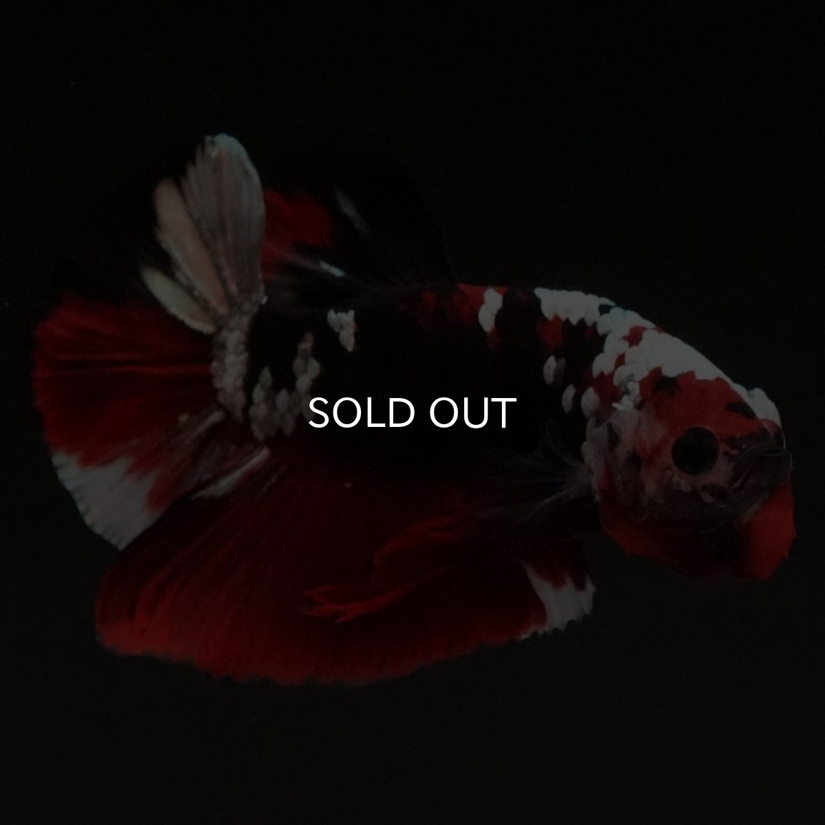 画像3: HMPK 鯉カッパー (3)