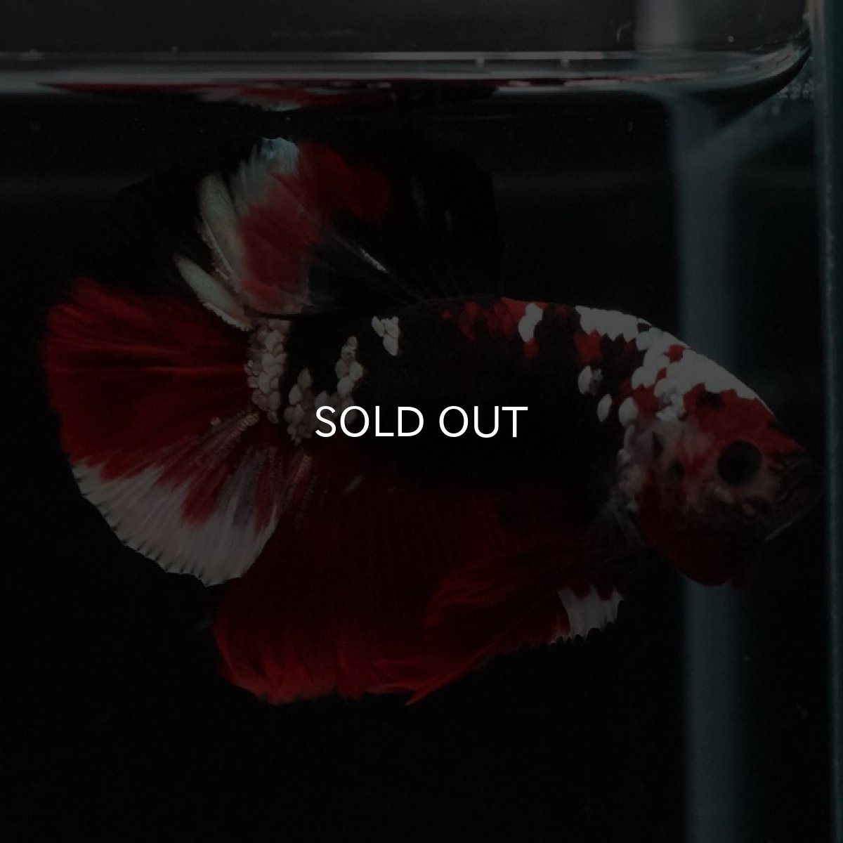 画像6: HMPK 鯉カッパー (6)