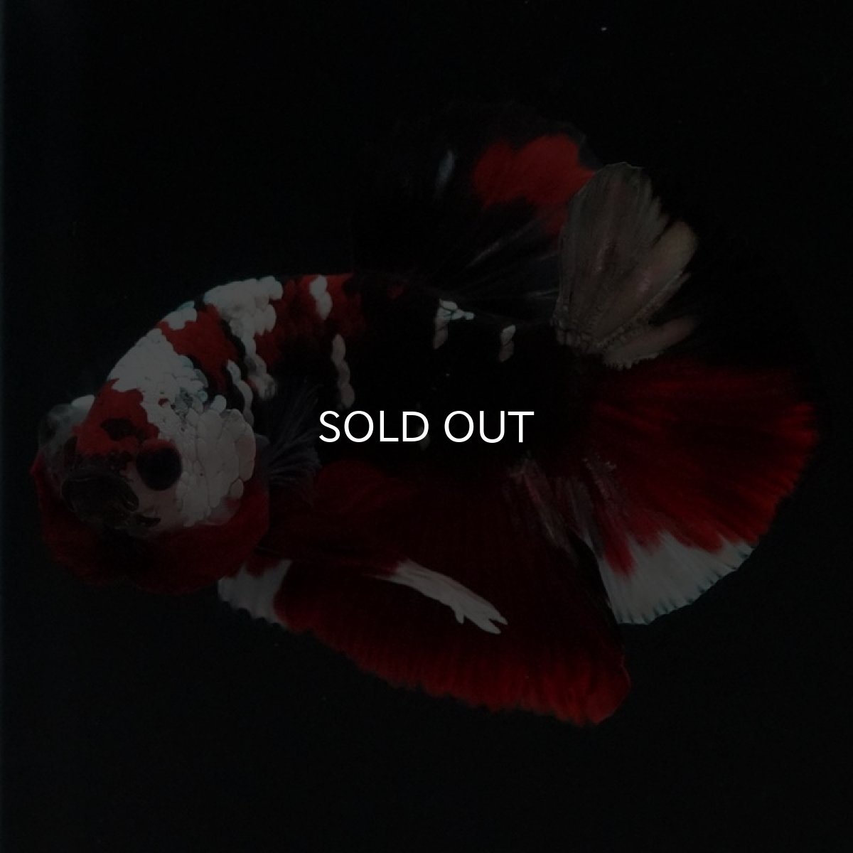 画像4: HMPK 鯉カッパー (4)