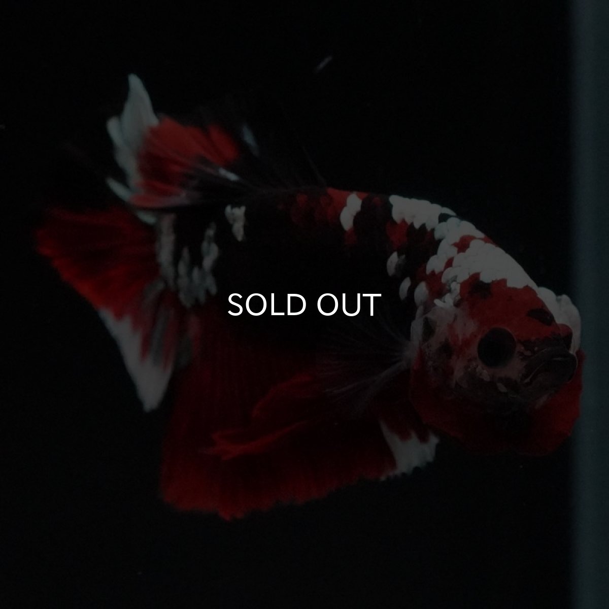 画像5: HMPK 鯉カッパー (5)