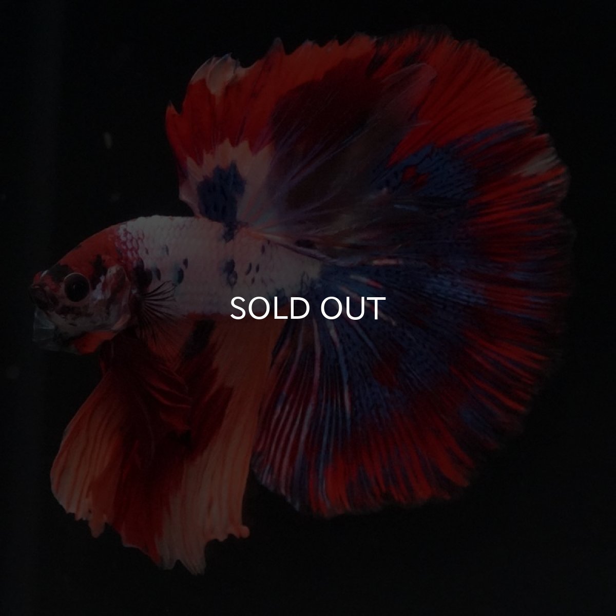 画像2: HM　キャンディ (2)