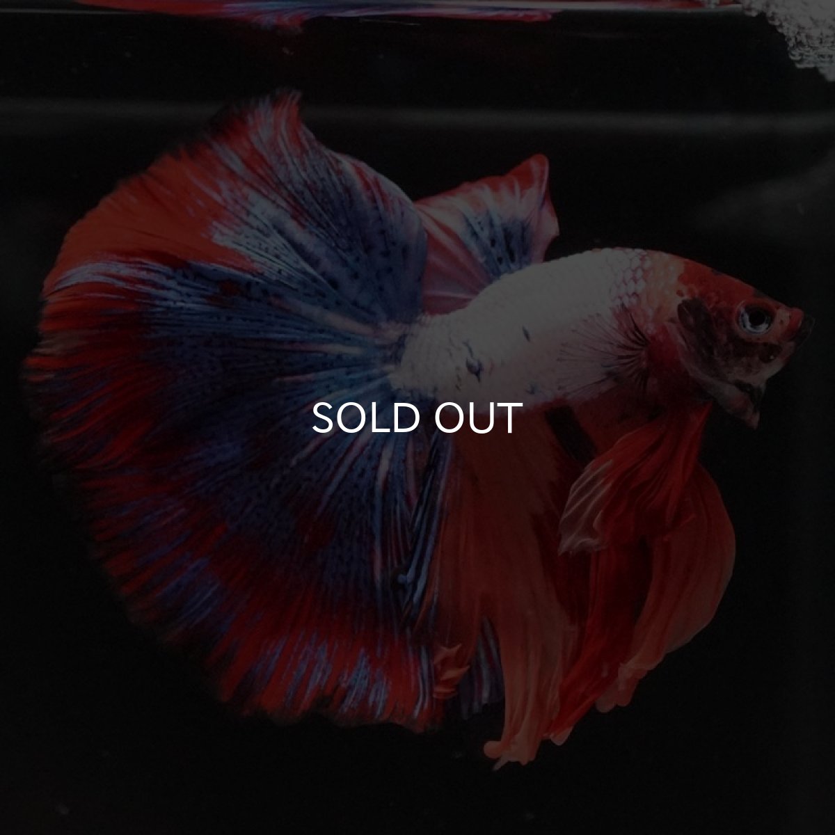 画像6: HM　キャンディ (6)