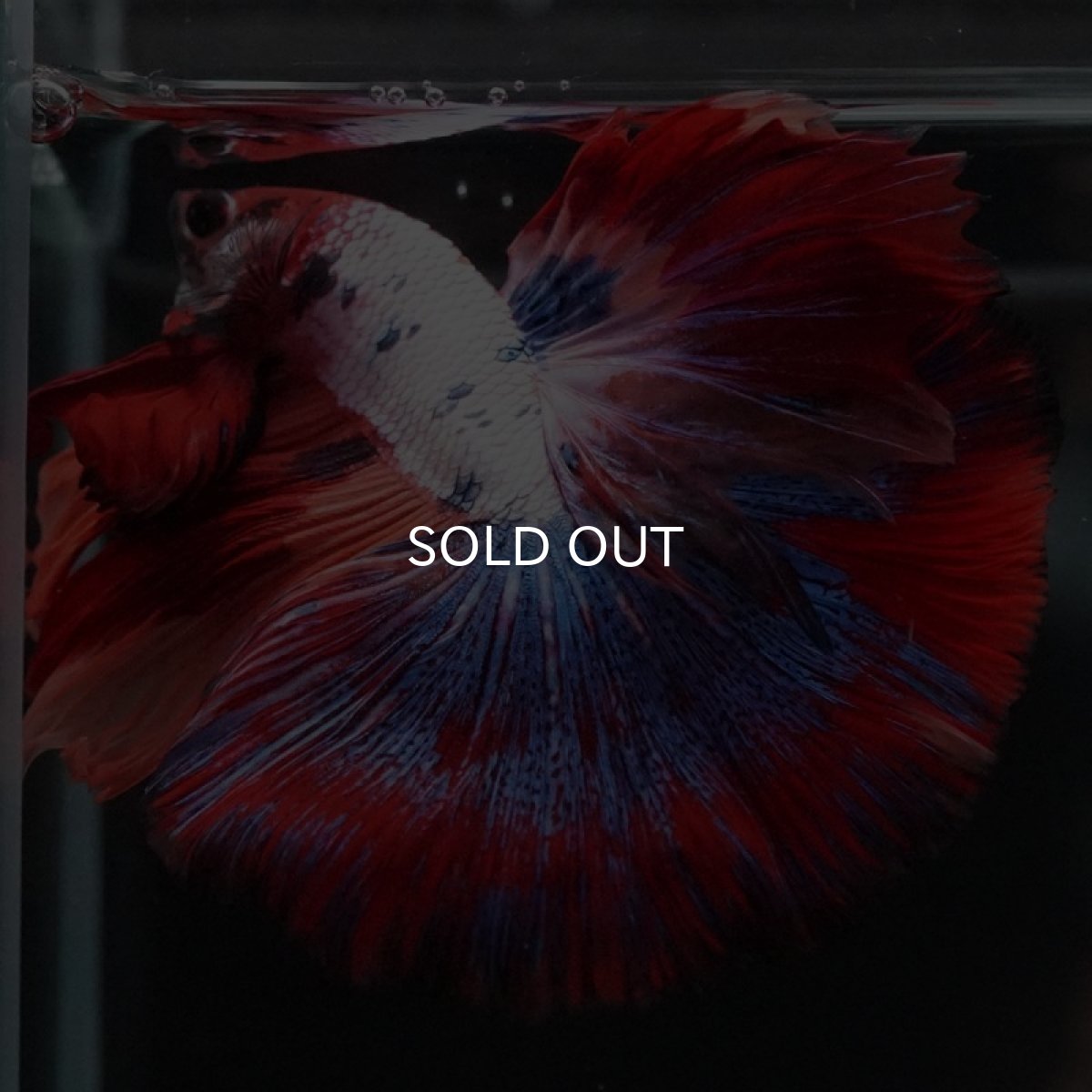 画像5: HM　キャンディ (5)