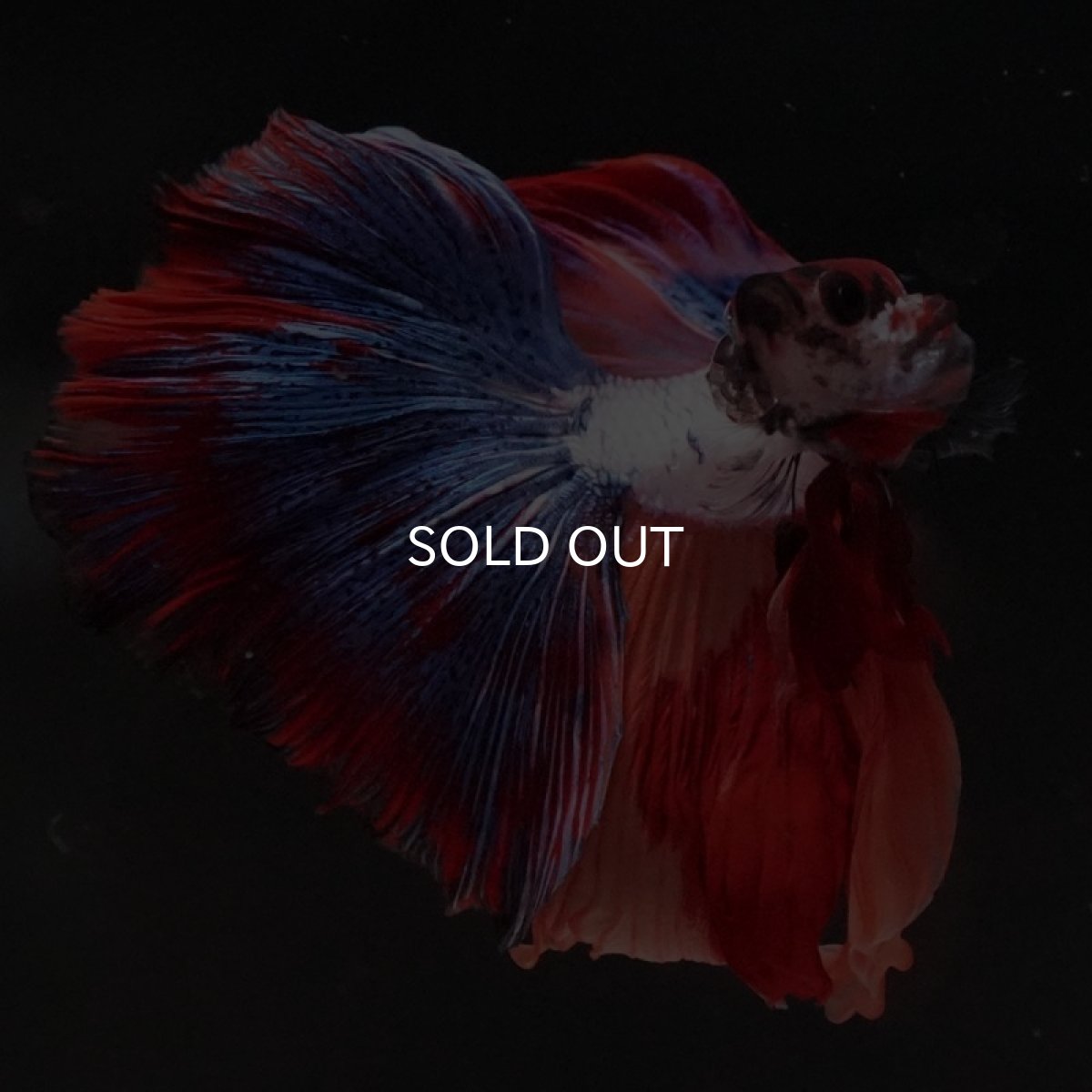 画像3: HM　キャンディ (3)