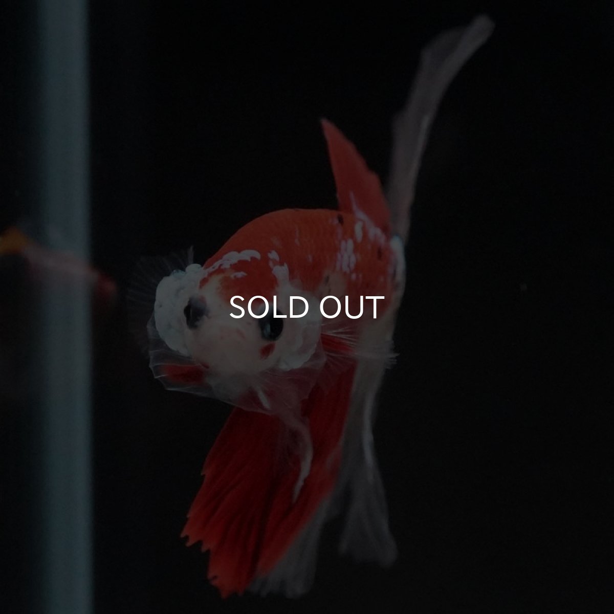 画像3: HM 鯉 クリアフィン (3)