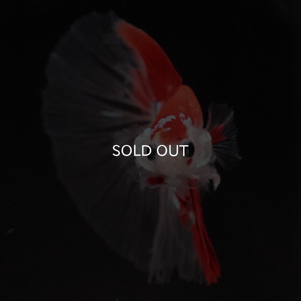 画像7: HM 鯉 クリアフィン (7)