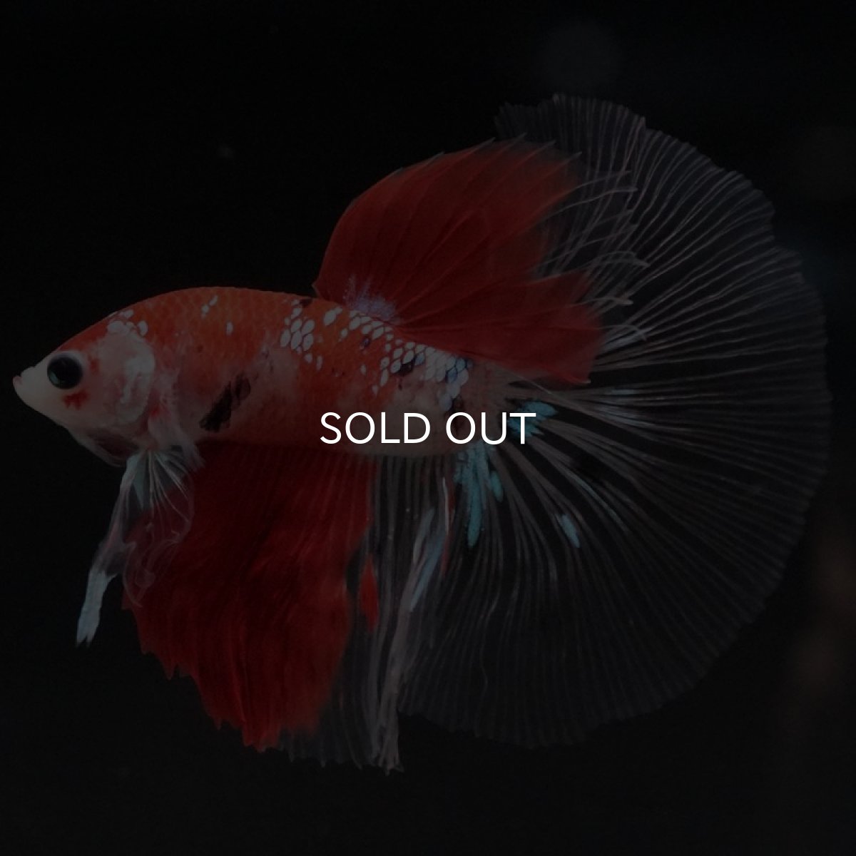 画像6: HM 鯉 クリアフィン (6)