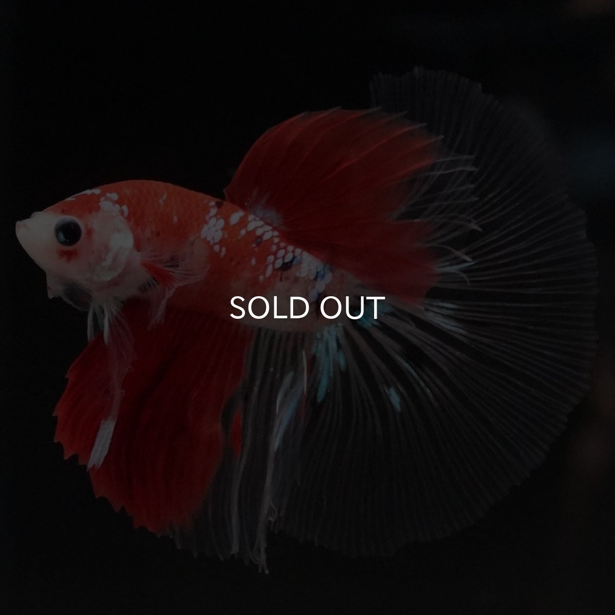 画像4: HM 鯉 クリアフィン (4)