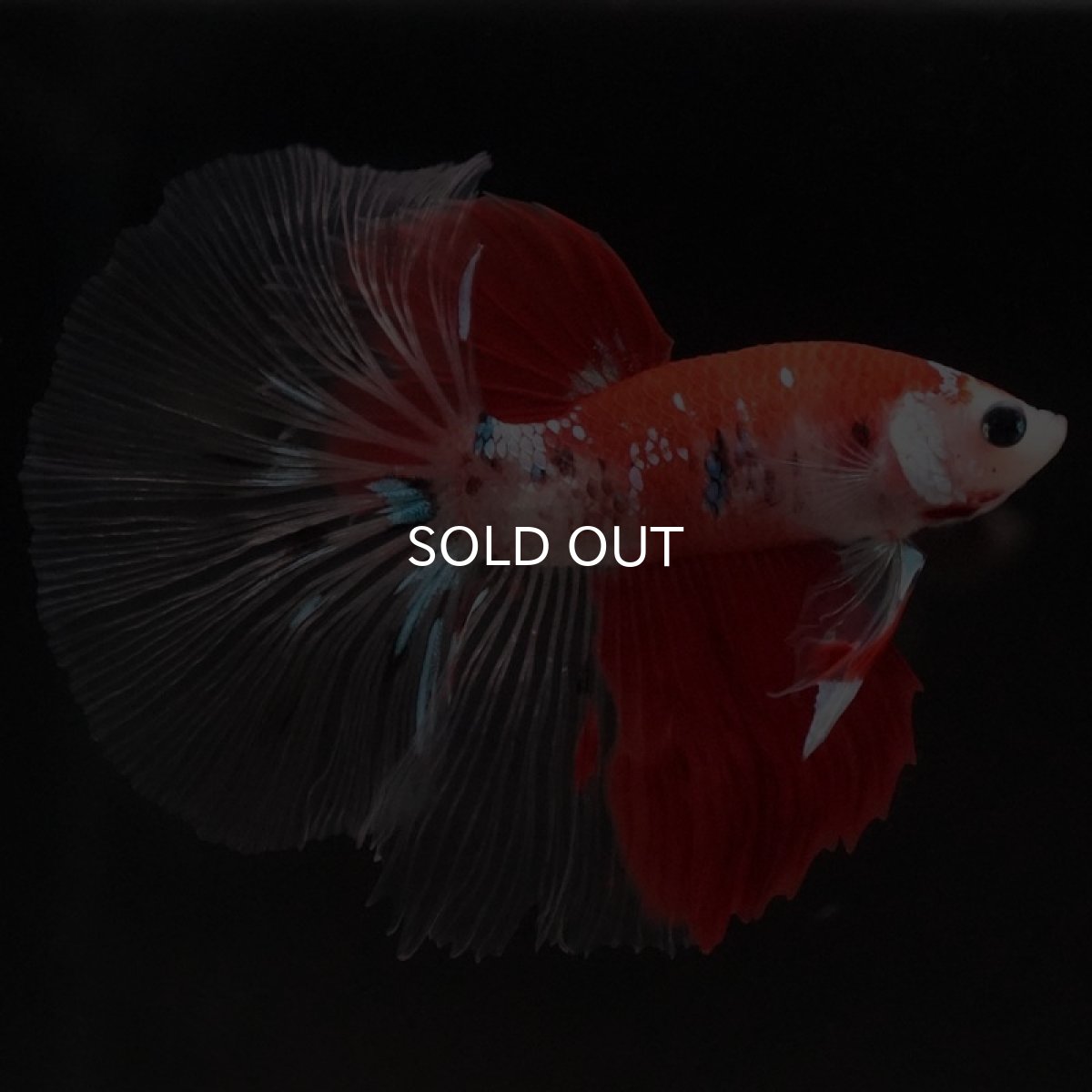 画像5: HM 鯉 クリアフィン (5)