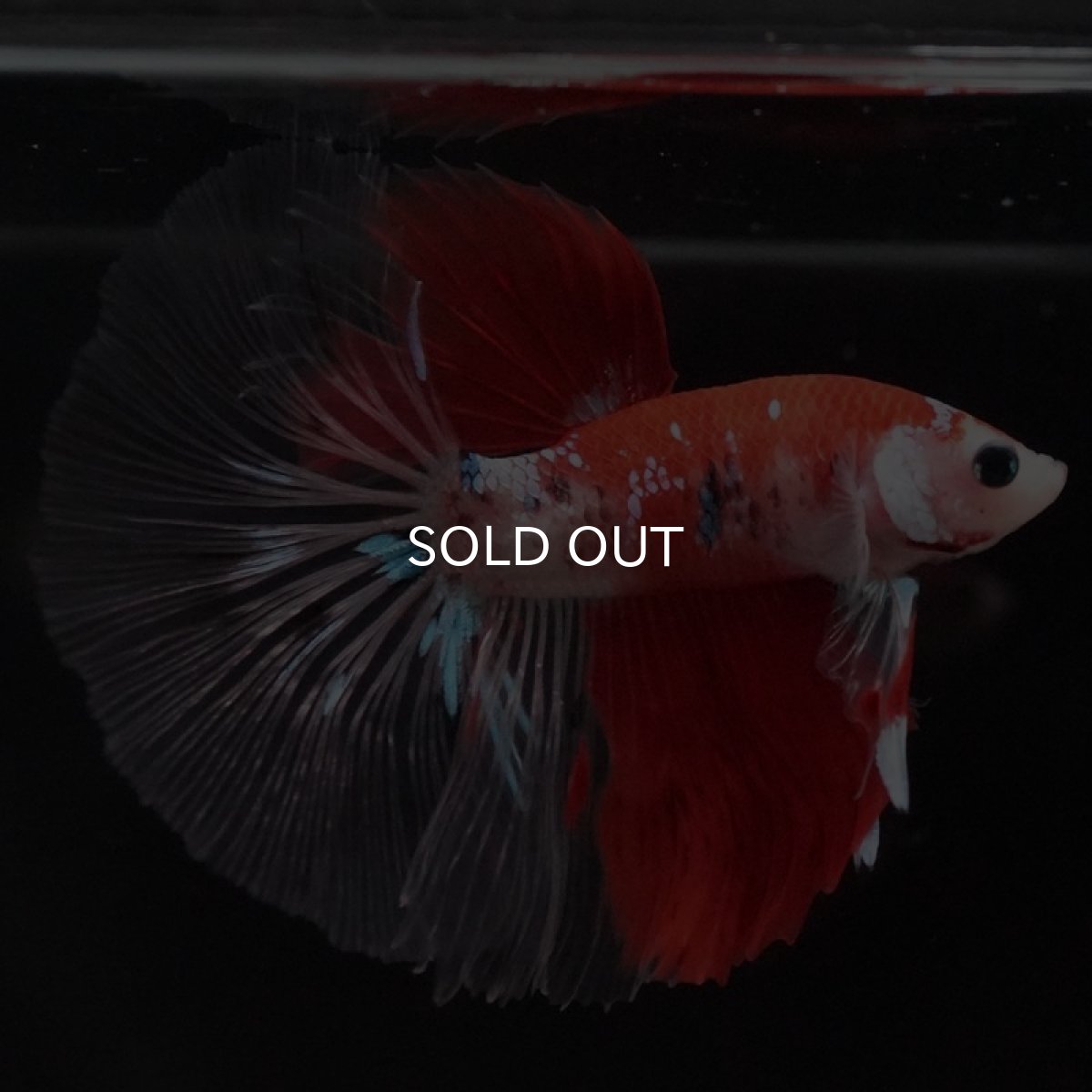 画像2: HM 鯉 クリアフィン (2)