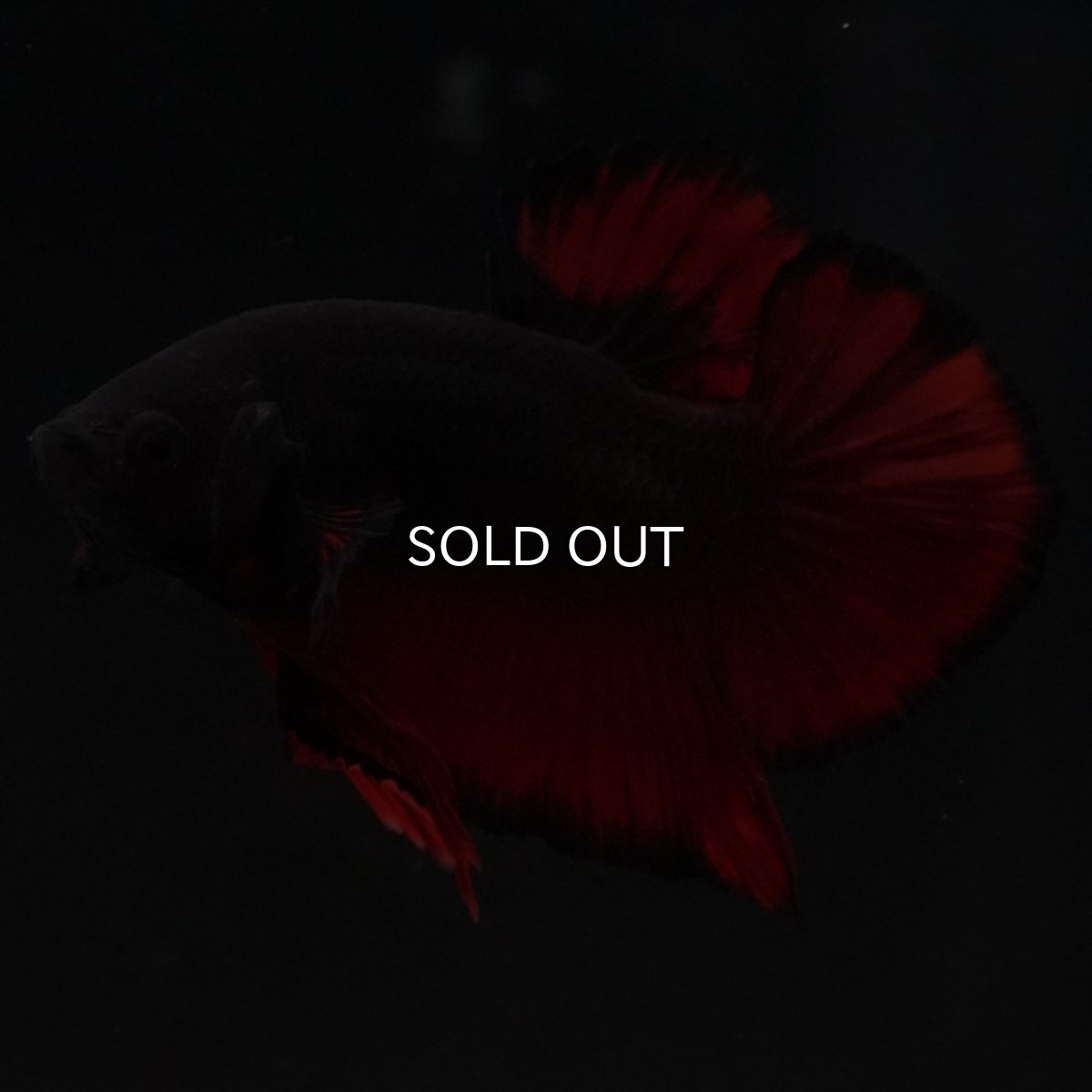 画像12: HMPK レッドデビル (12)