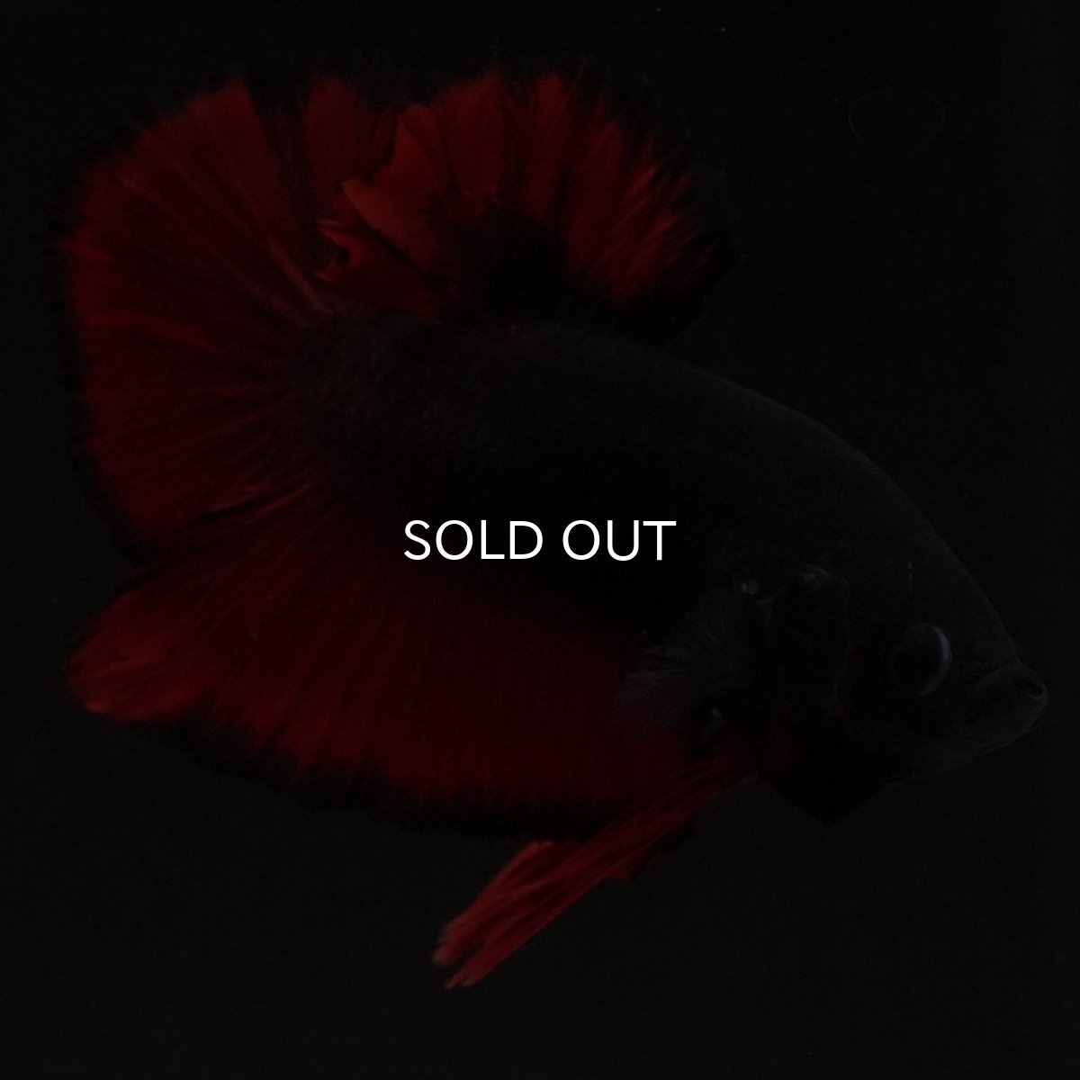 画像5: HMPK レッドデビル (5)