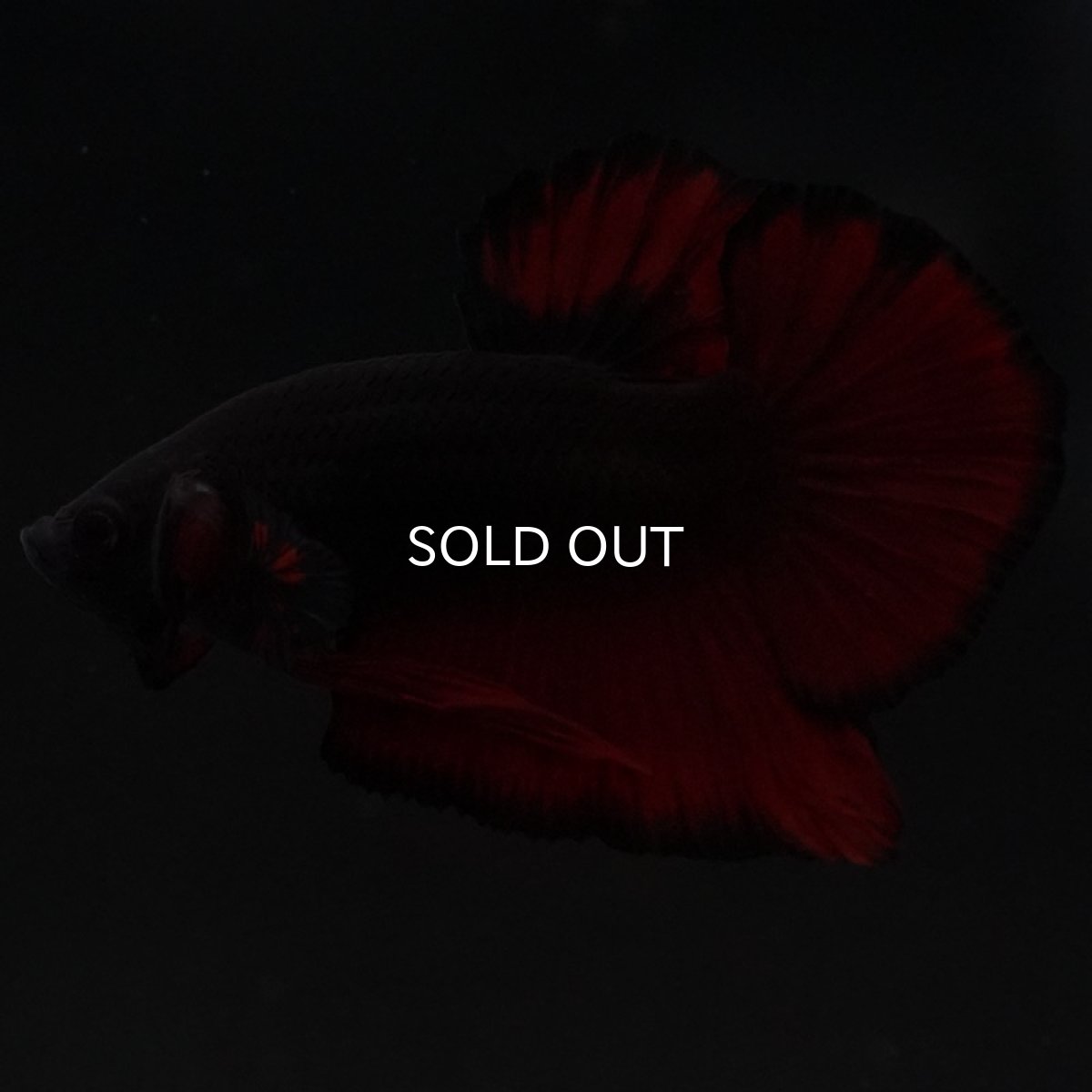 画像10: HMPK レッドデビル (10)