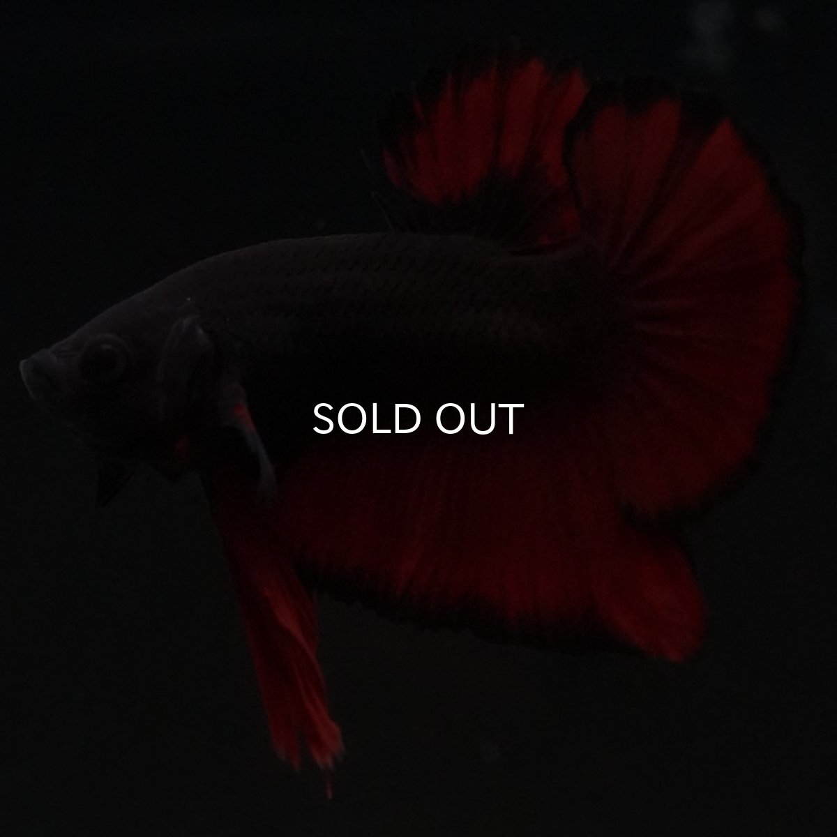 画像6: HMPK レッドデビル (6)