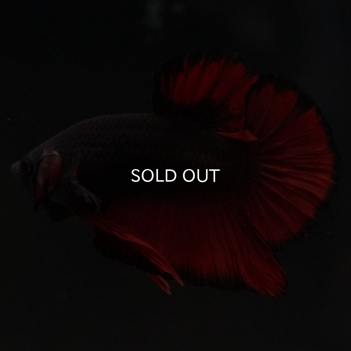 画像8: HMPK レッドデビル (8)