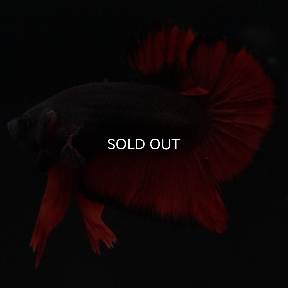 画像2: HMPK レッドデビル (2)