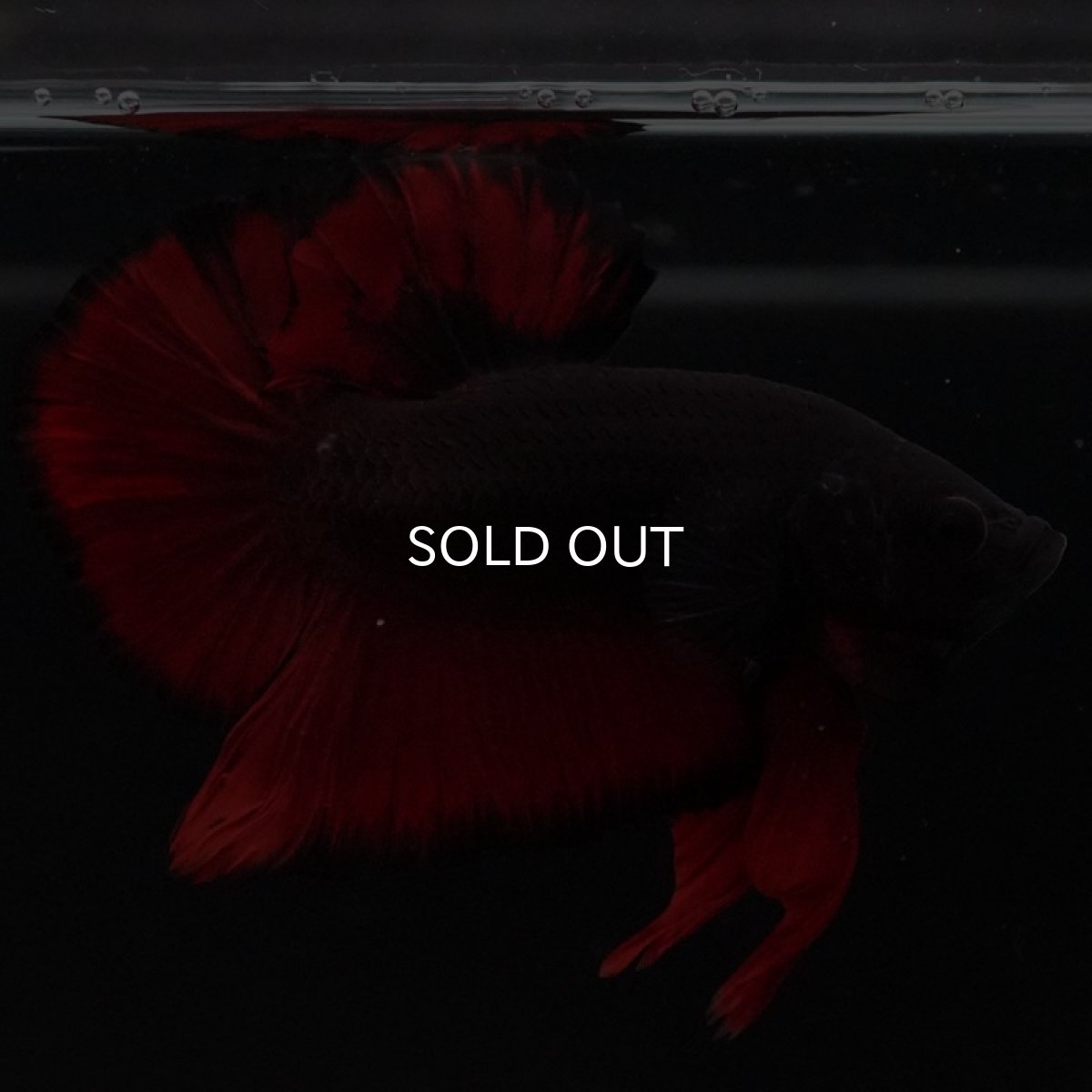 画像11: HMPK レッドデビル (11)