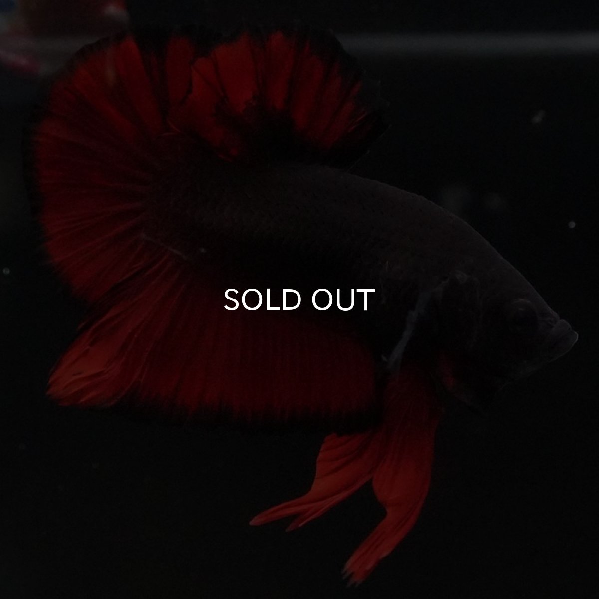 画像9: HMPK レッドデビル (9)