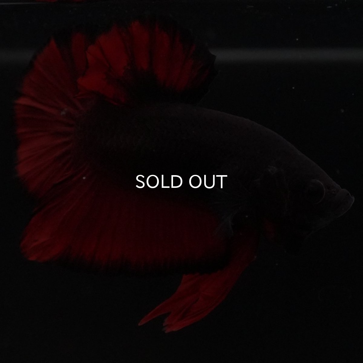 画像7: HMPK レッドデビル (7)