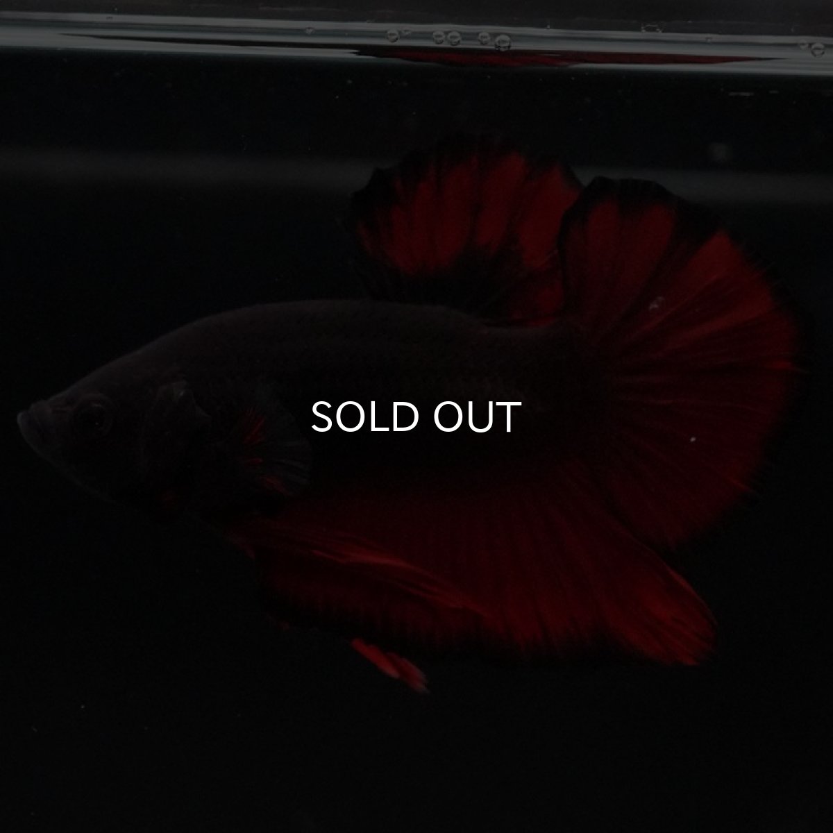 画像4: HMPK レッドデビル (4)