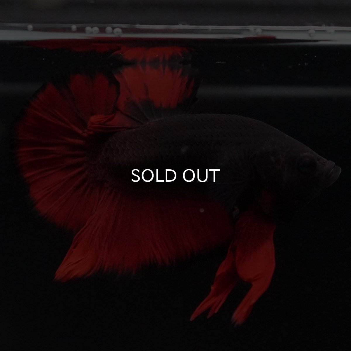 画像3: HMPK レッドデビル (3)