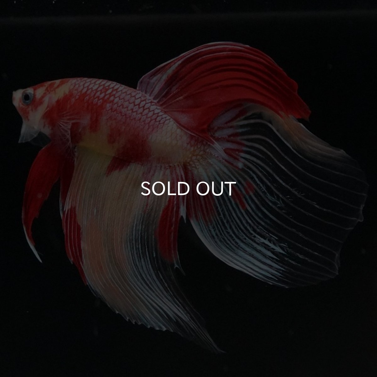 画像6: VT ニモ (6)