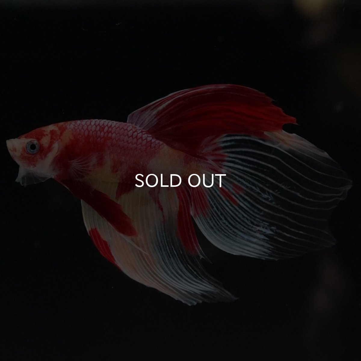 画像10: VT ニモ (10)