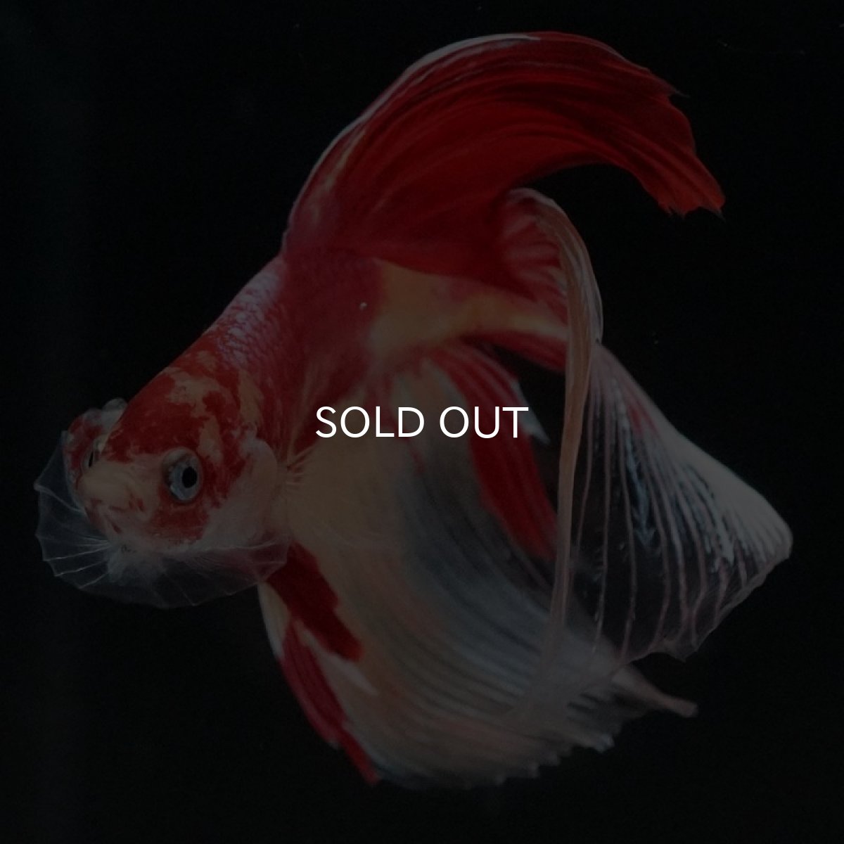 画像3: VT ニモ (3)