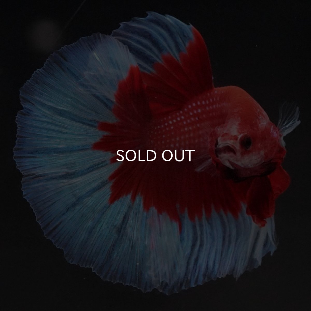 画像3: HM レッドバタフライ (3)