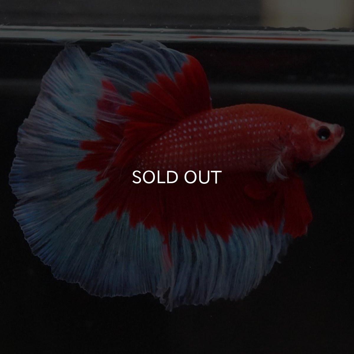 画像6: HM レッドバタフライ (6)