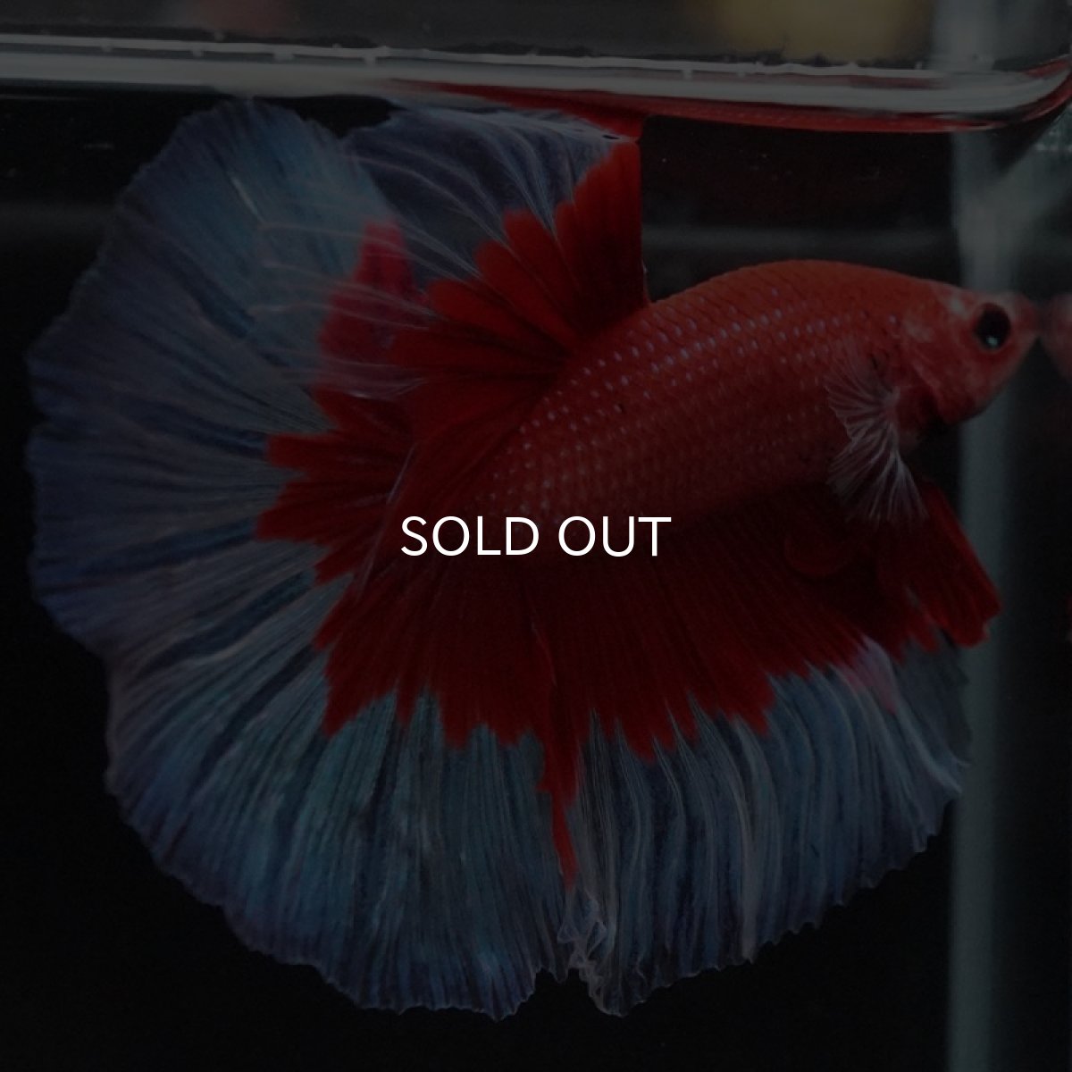 画像5: HM レッドバタフライ (5)