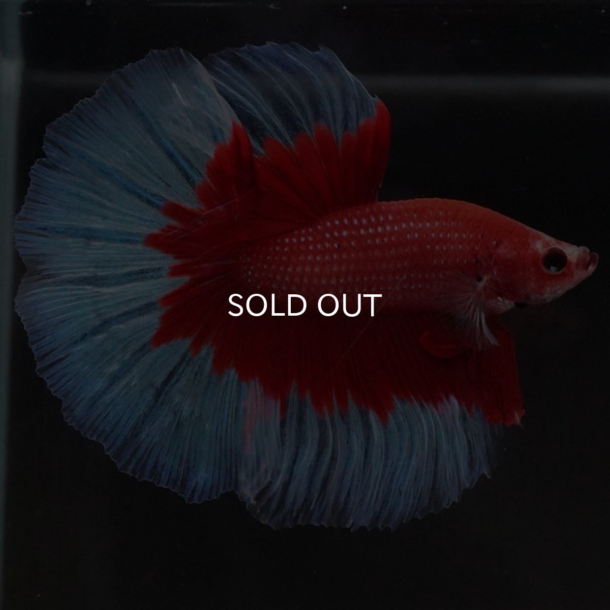 画像2: HM レッドバタフライ (2)