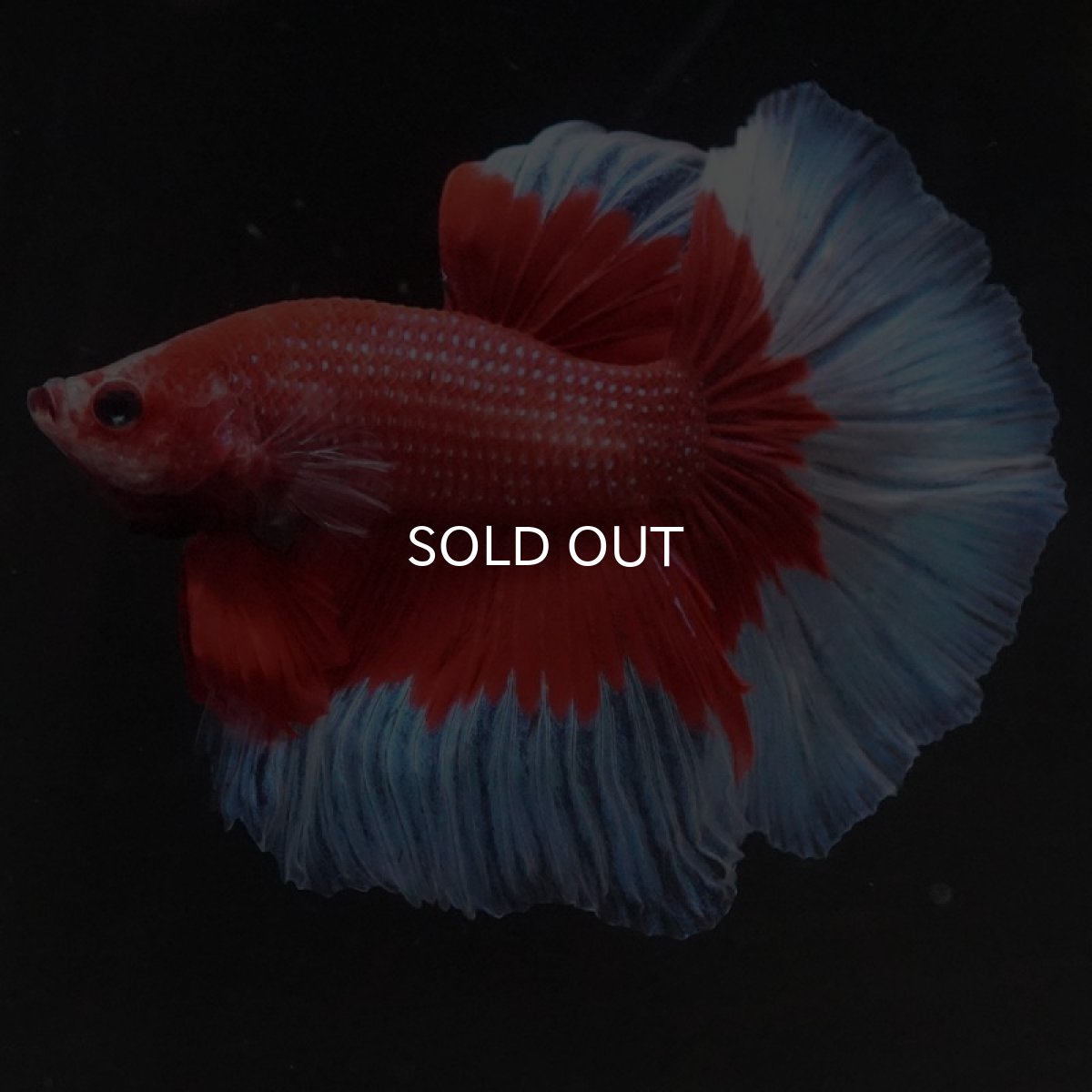 画像4: HM レッドバタフライ (4)