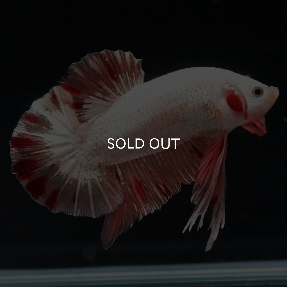 画像11: HMPK プラチナオレンジドラゴン 変わり柄 (11)