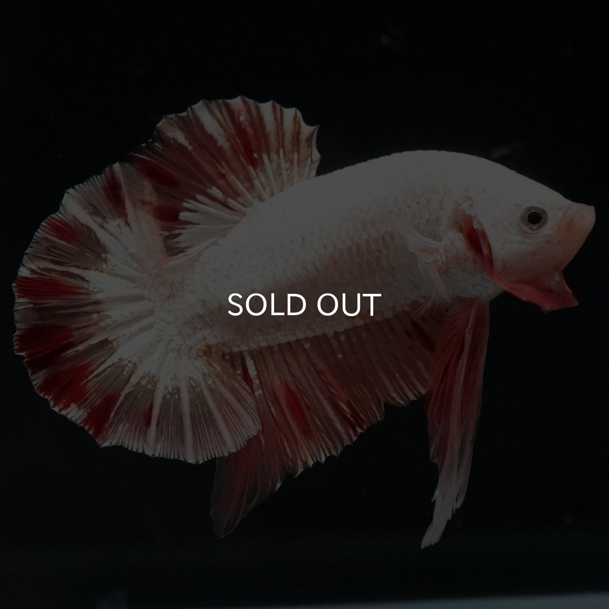 画像10: HMPK プラチナオレンジドラゴン 変わり柄 (10)