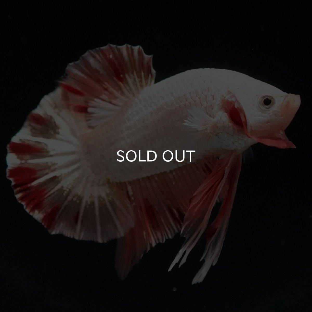 画像8: HMPK プラチナオレンジドラゴン 変わり柄 (8)