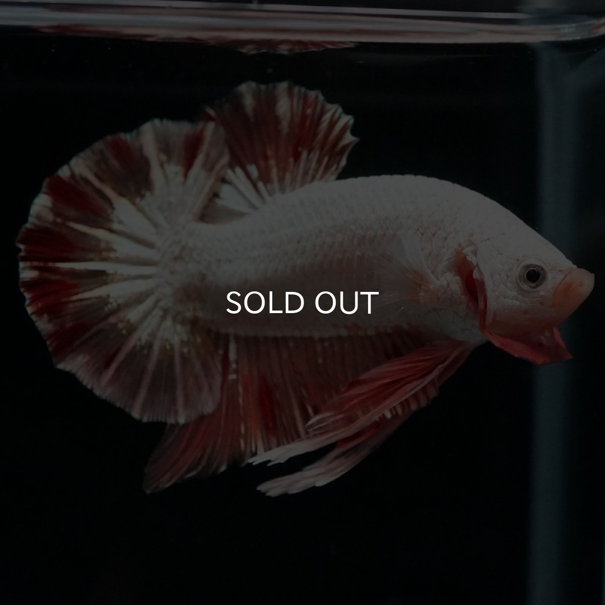 画像6: HMPK プラチナオレンジドラゴン 変わり柄 (6)