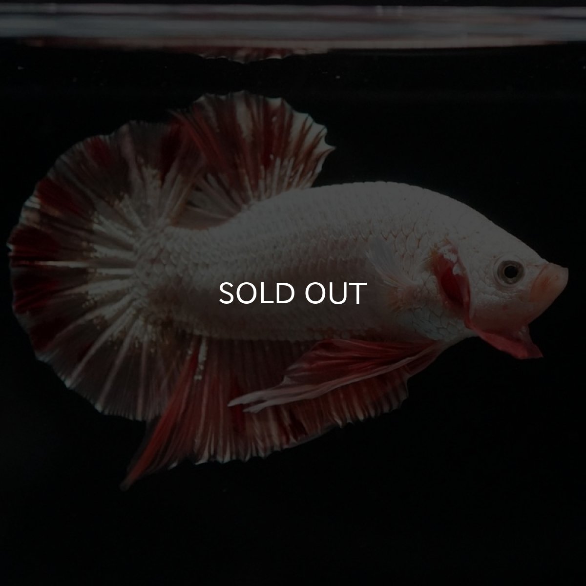 画像4: HMPK プラチナオレンジドラゴン 変わり柄 (4)