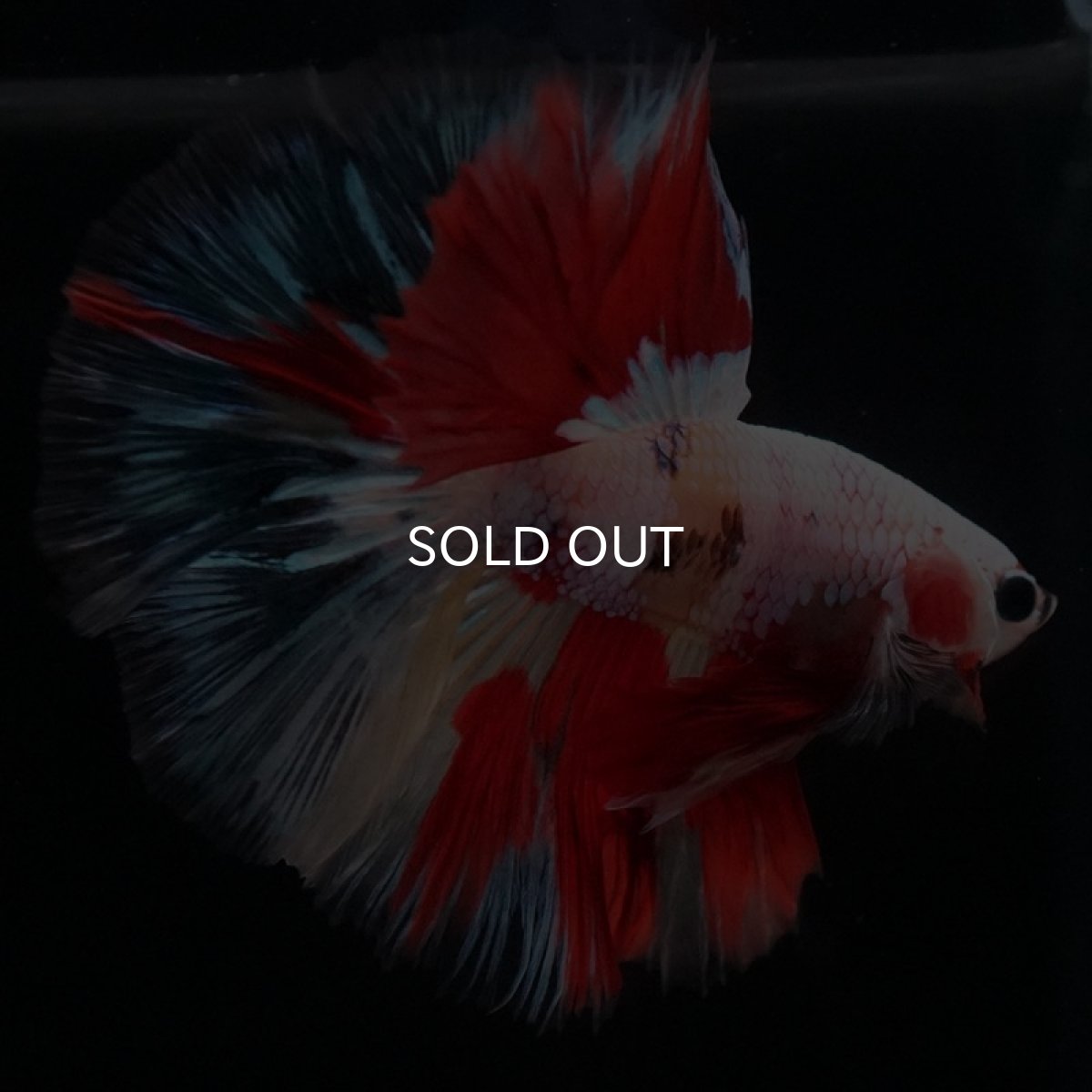 画像3: HM ホワイトファンシー (3)