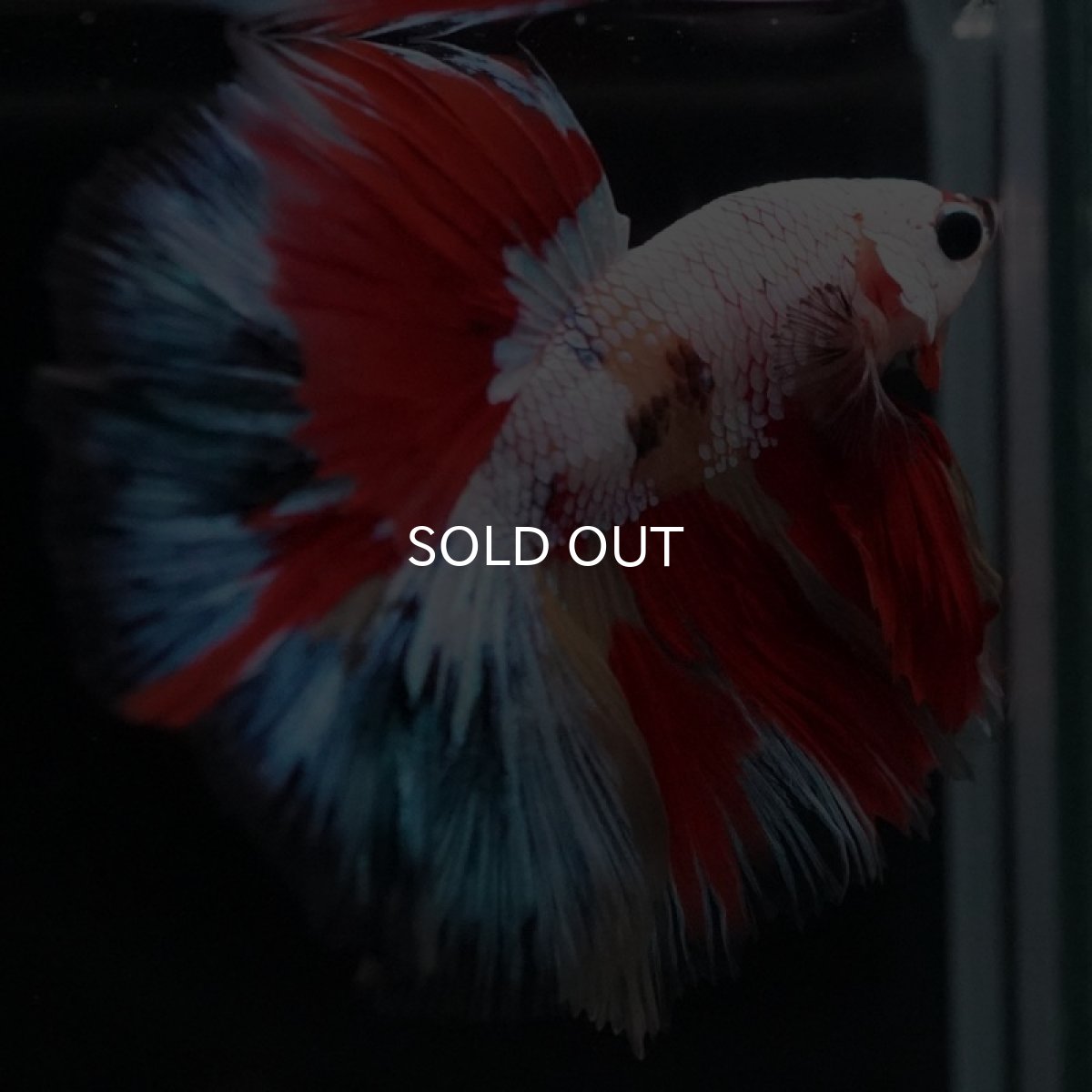 画像5: HM ホワイトファンシー (5)