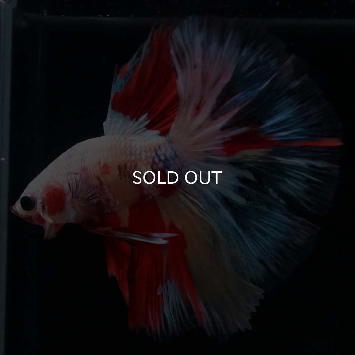 画像6: HM ホワイトファンシー (6)