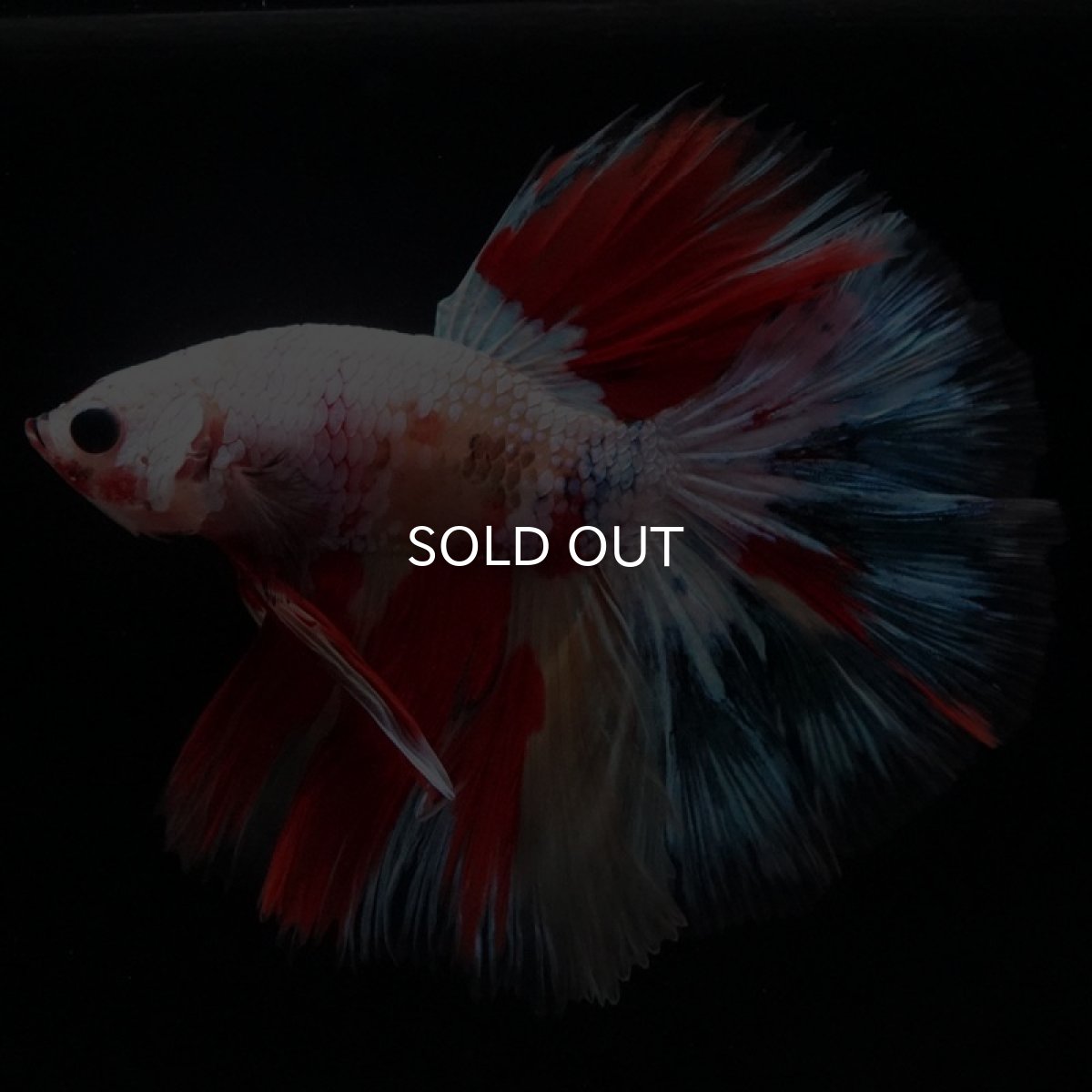 画像2: HM ホワイトファンシー (2)