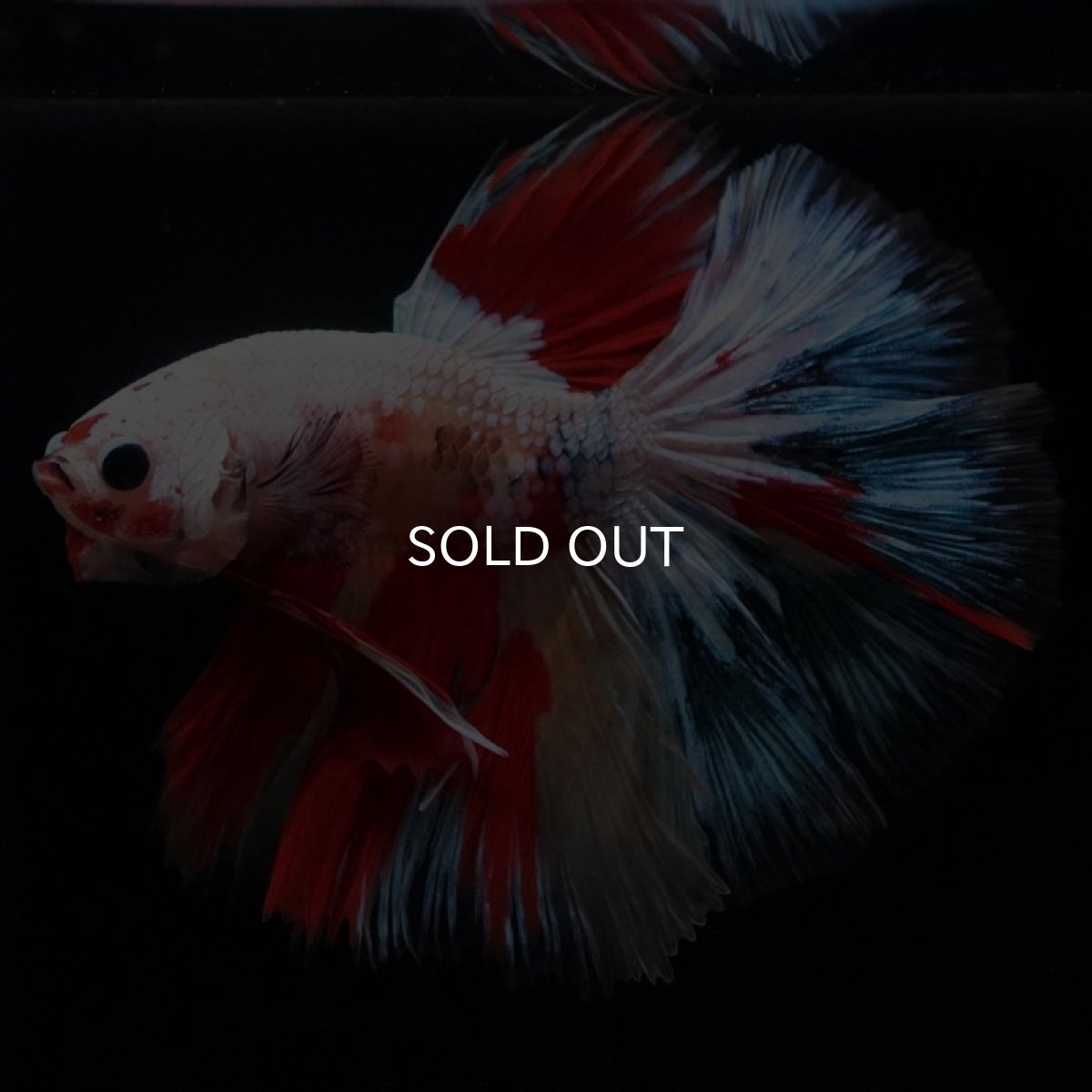 画像4: HM ホワイトファンシー (4)