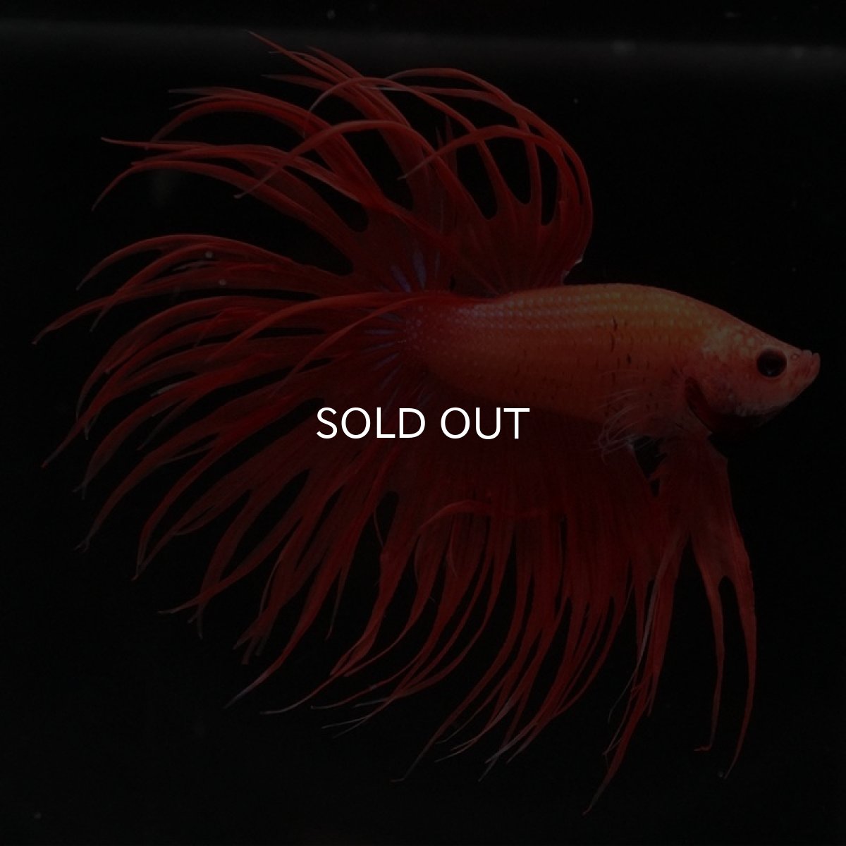 画像4: CT　ソリッドオレンジ (4)