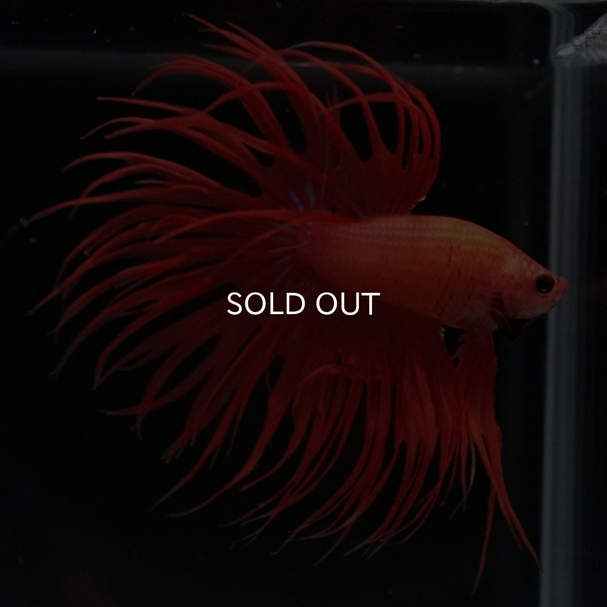 画像9: CT　ソリッドオレンジ (9)