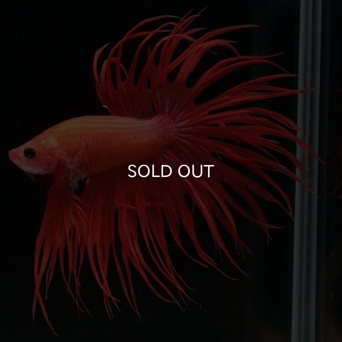 画像8: CT　ソリッドオレンジ (8)