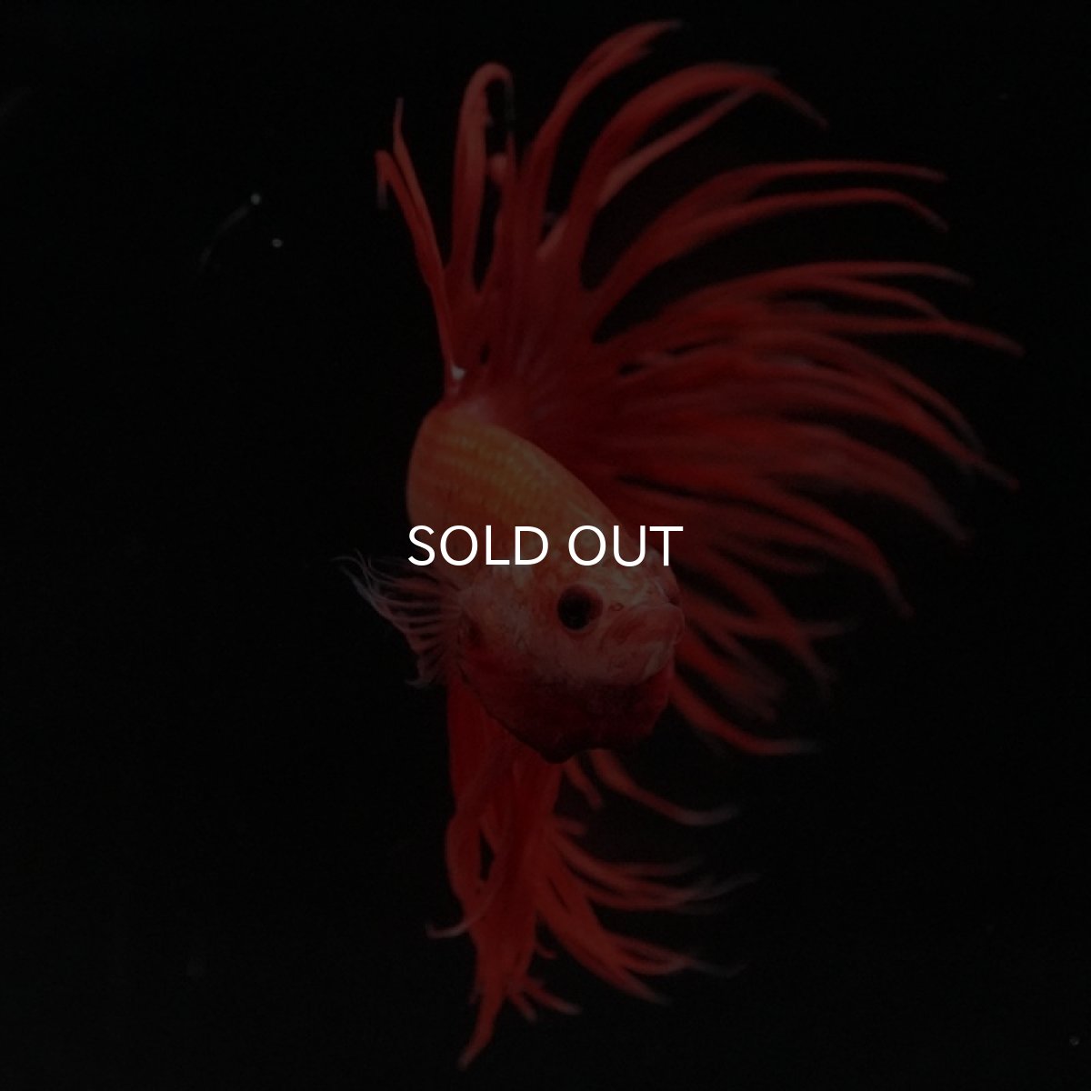 画像3: CT　ソリッドオレンジ (3)