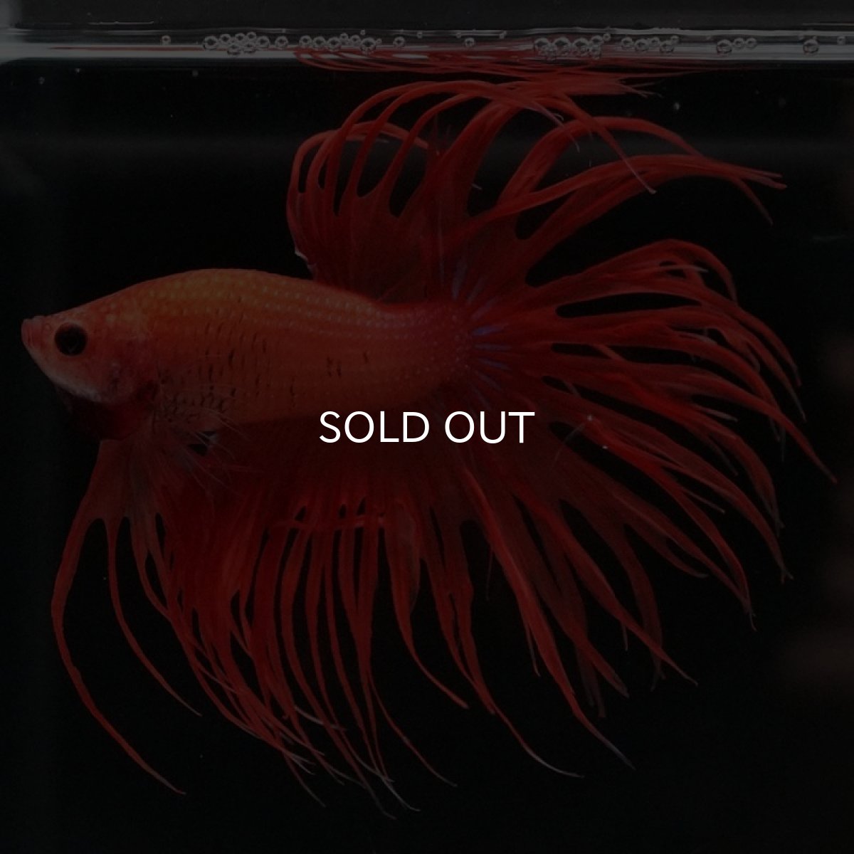 画像7: CT　ソリッドオレンジ (7)