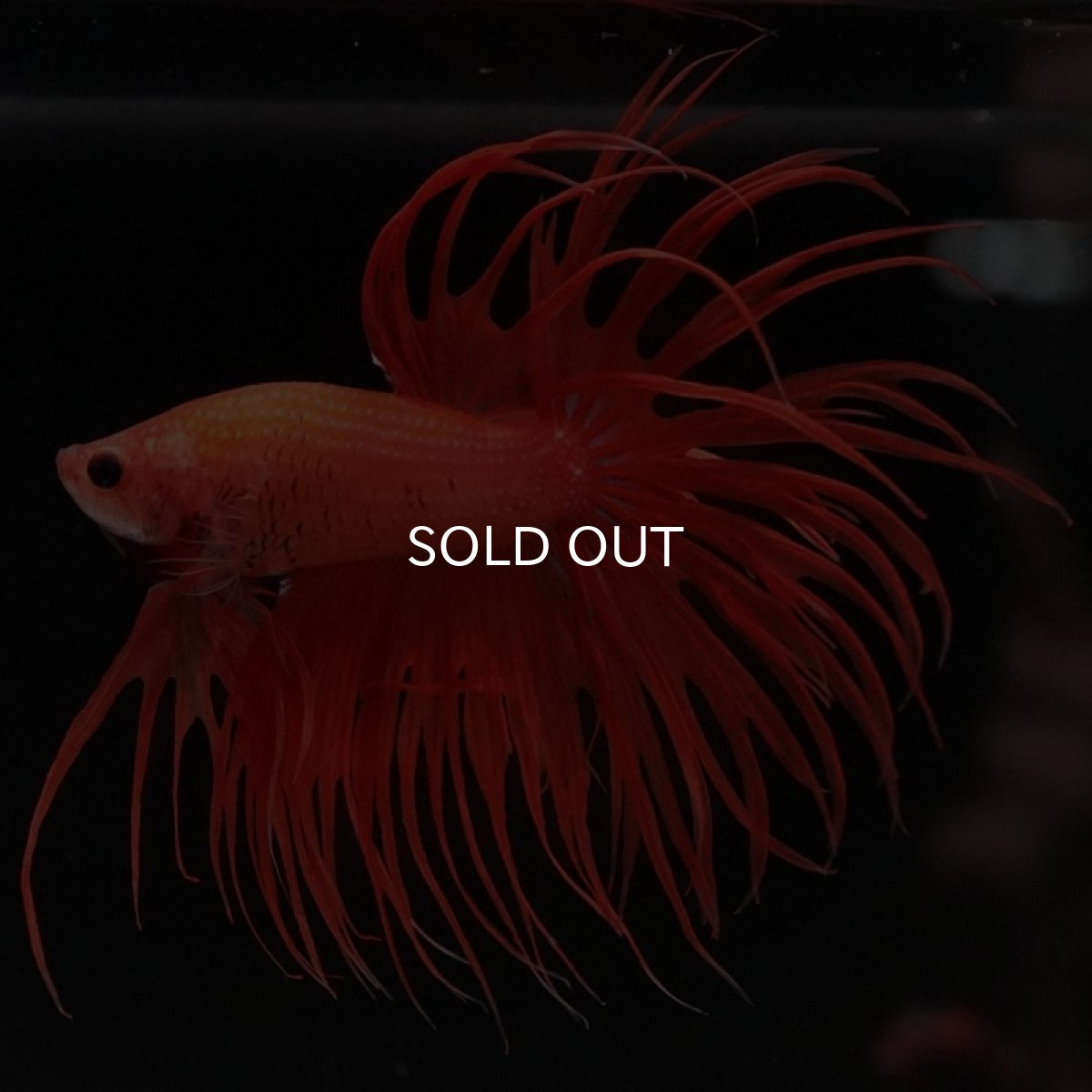 画像5: CT　ソリッドオレンジ (5)