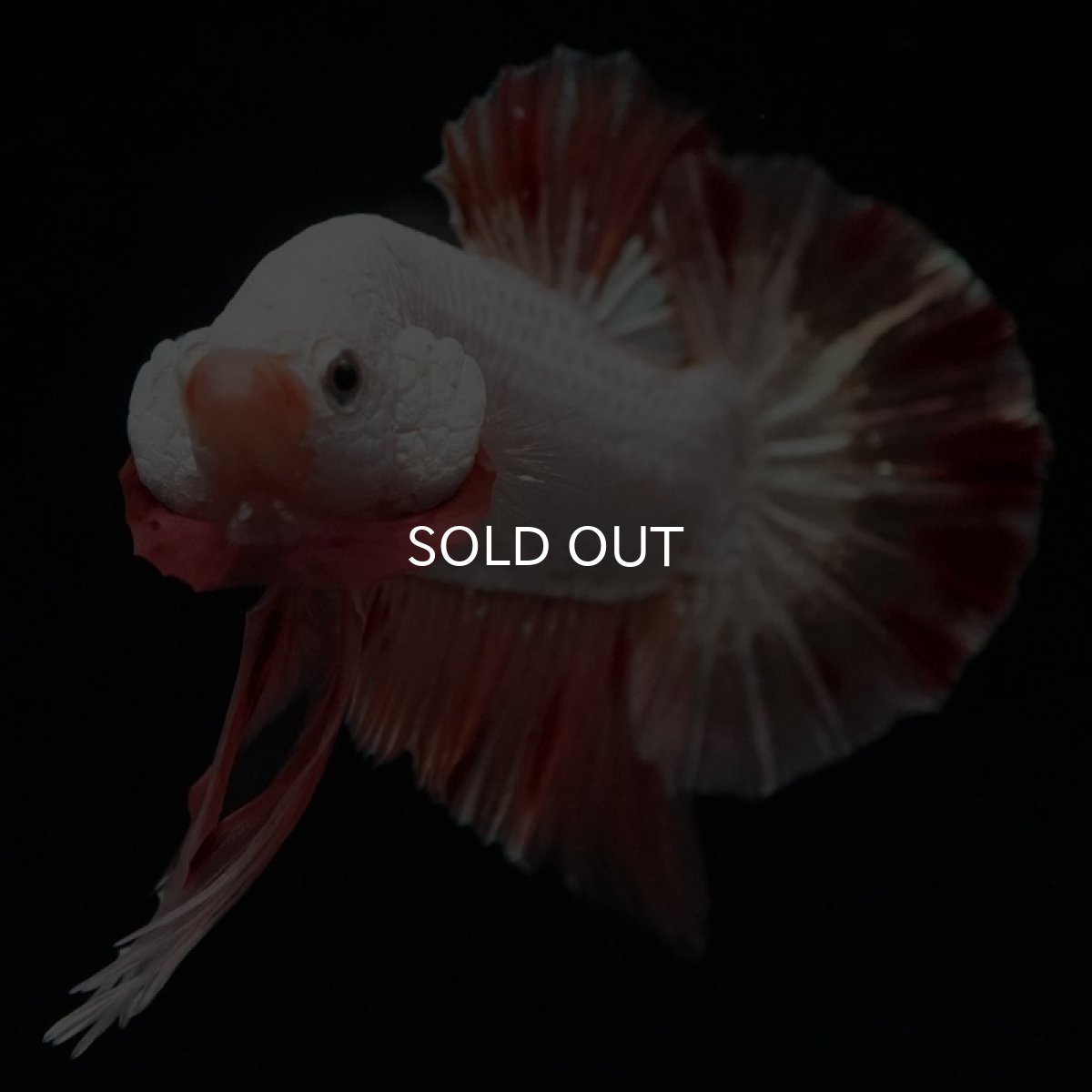 画像3: HMPK プラチナオレンジドラゴン 変わり柄 (3)